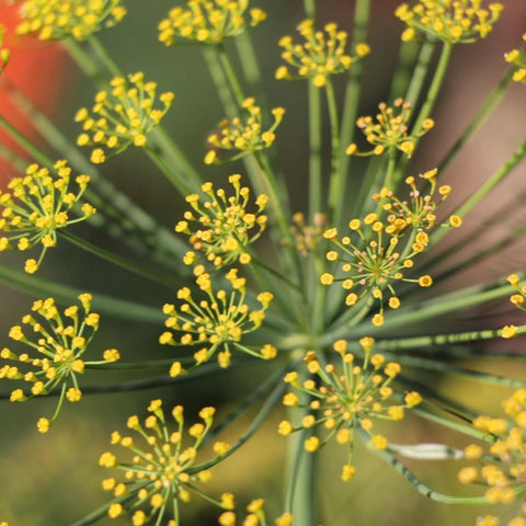 Dill (Head)