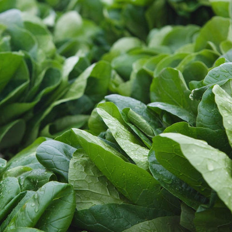 Spinach