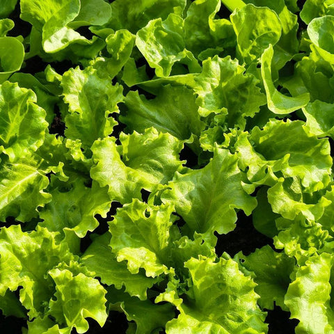 Green Leaf Lettuce