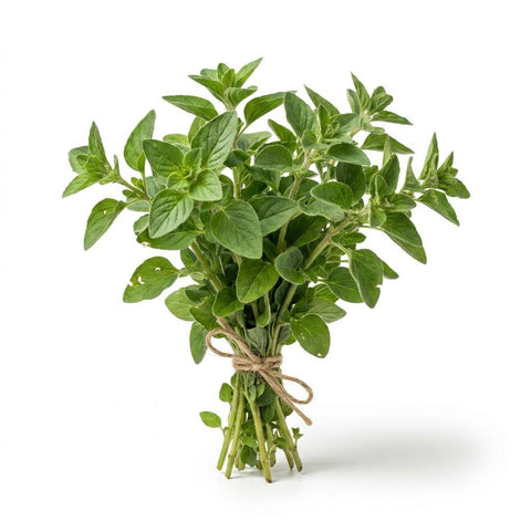 Bunched Oregano