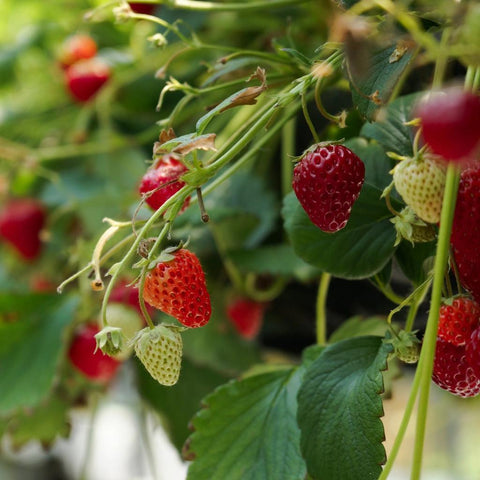 U-Pick Strawberries