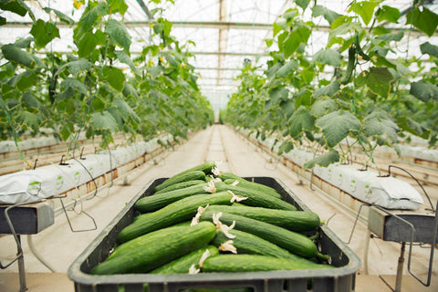 Greenhouse Zucchini