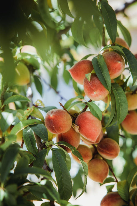 Peaches