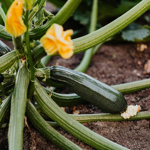 Zucchini