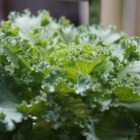 Curly Kale