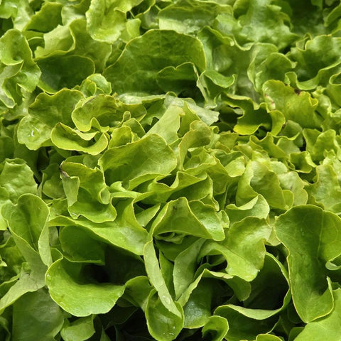 Green Leaf Lettuce