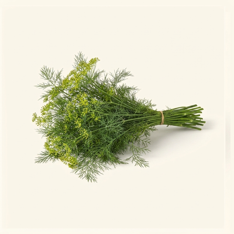 Dill (Head)