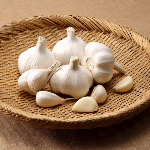 Garlic