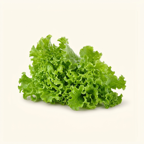 Green Leaf Lettuce
