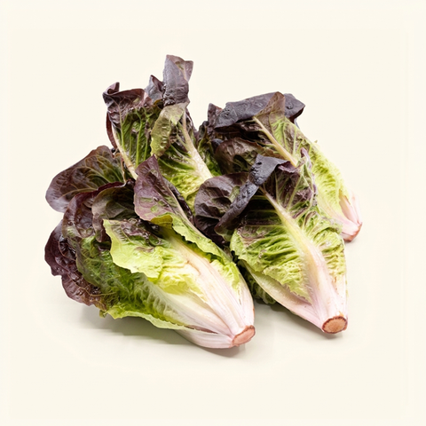 Red Leaf Lettuce